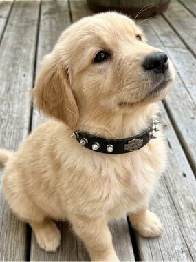 New Harley-Davidson Black Leather Studded dog collar with Silver Emblem